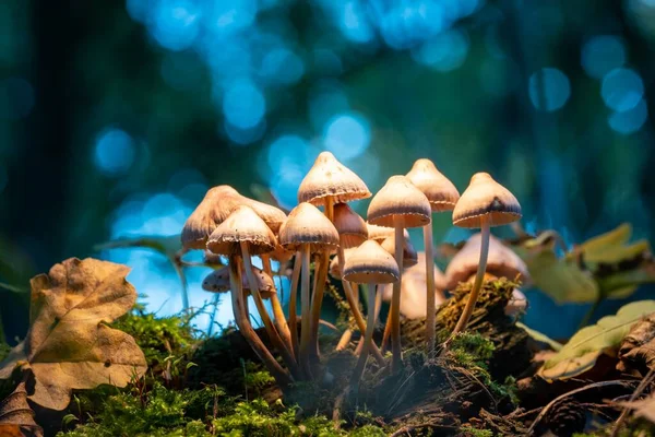Eine Pilzgruppe Sattgrünen Wald — Stockfoto