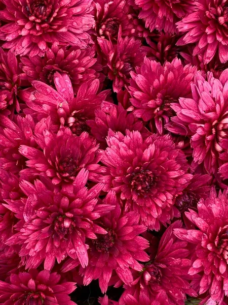 Vertical Shot Reddish Chrysanths — Stock Photo, Image