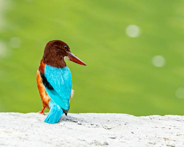 Kingfisher Garganta Branca Busca Comida Perto Lago — Fotografia de Stock