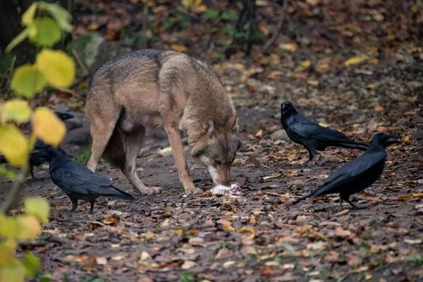 Ein Eurasischer Wolf Frisst Die Beute Feld Mit Raben — Stockfoto