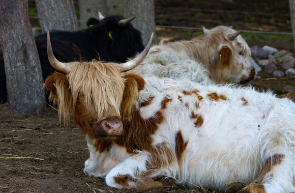 Close Vacas Peludas Deitadas Chão Uma Fazenda — Fotografia de Stock