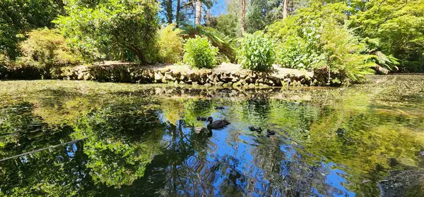 美丽的湖景 湖中有可爱的鸭子 周围是清澈的天空下明亮的绿树 — 图库照片