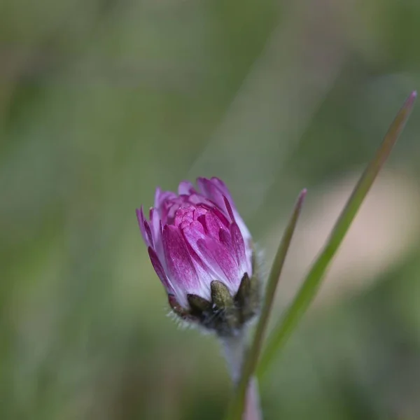 Bahçedeki Pembe Çiçeğin Makro Görüntüsü — Stok fotoğraf