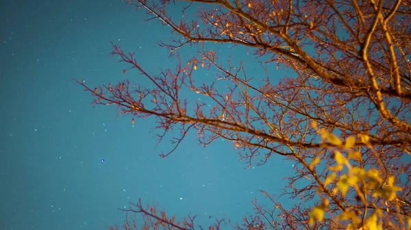 Eine Flache Aufnahme Eines Kahlen Baumes Unter Dem Verschneiten Himmel — Stockfoto