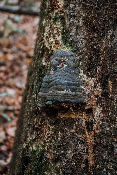 森の中のキノコで覆われた背の高い木の枝の垂直閉鎖ショット — ストック写真