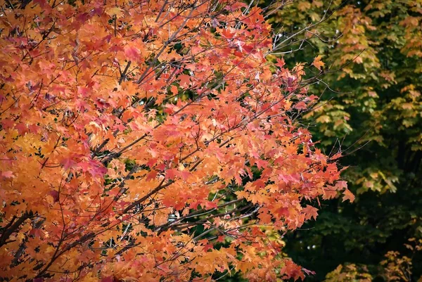 Selektywne Ujęcie Ostrości Klonu Zmieniającego Kolory Sezonie Jesiennym Rozmytym Tłem — Zdjęcie stockowe