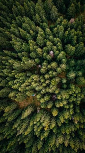 Una Vista Superior Del Hermoso Bosque Denso Con Árboles Verdes —  Fotos de Stock