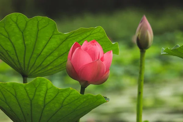 Ένα Κοντινό Πλάνο Ενός Ροζ Λωτού Nelumbo Στον Κήπο — Φωτογραφία Αρχείου