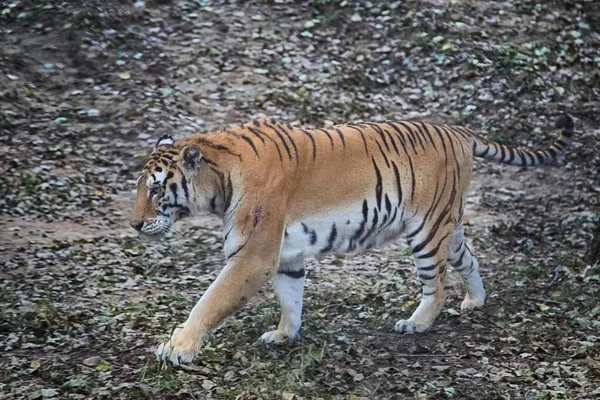 Hayvanat Bahçesinde Yürüyen Büyük Amur Kaplanı — Stok fotoğraf