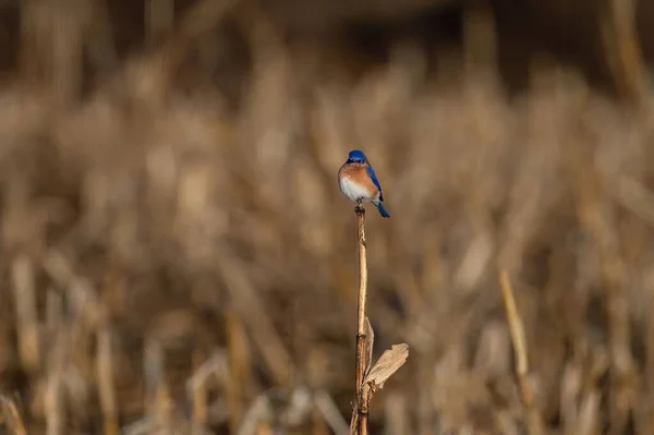 Närbild Söt Bluebird Uppe Pinne Utomhus Med Suddig Bakgrund — Stockfoto