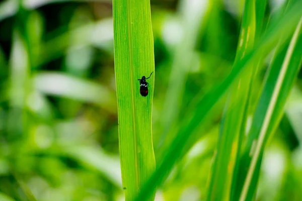 Макроснимок Черного Жука Идущего Зеленой Траве Изолированном Фоне — стоковое фото
