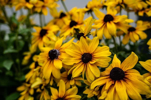 Primer Plano Flores Amarillas Ojos Negros Susan Hermoso Jardín —  Fotos de Stock