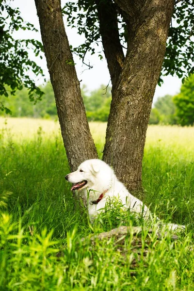 Μια Κάθετη Του Maremmano Abruzzese Sheepdog Κάθεται Κάτω Από Δέντρο — Φωτογραφία Αρχείου