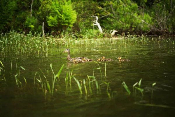 Beautiful Baby Wild Ducks Swimming Pond Mother Forest — Stock Photo, Image