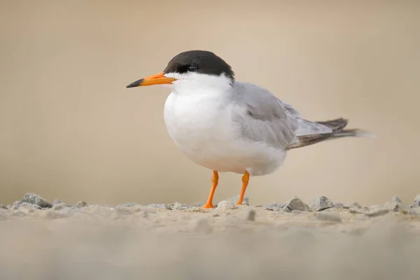 Closeup Cute Little Tern Ground — Stock Photo, Image