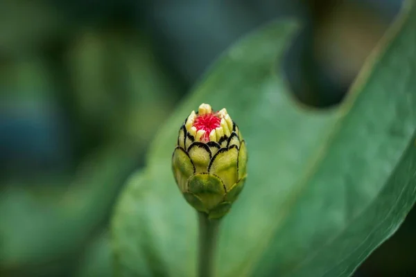 Die Grüne Knospe Einer Blume Mit Grünen Blättern Auf Dem — Stockfoto