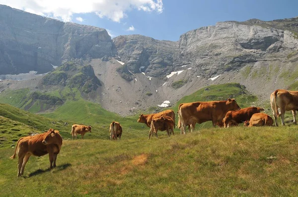 Uma Manada Vacas Campo Verde Brilhante Com Altas Montanhas Rochosas — Fotografia de Stock