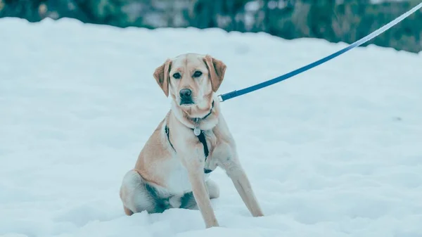 Cão Labrador Retriever Neve Inverno Whistler Canadá — Fotografia de Stock