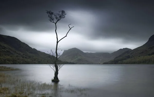 Bezlistý Strom Buttermere Velké Británii Lake District Dramatický Bouřlivý — Stock fotografie