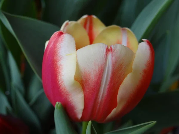 Una Macro Toma Tulipán Jardín Rojo Blanco Con Hojas Verdes — Foto de Stock