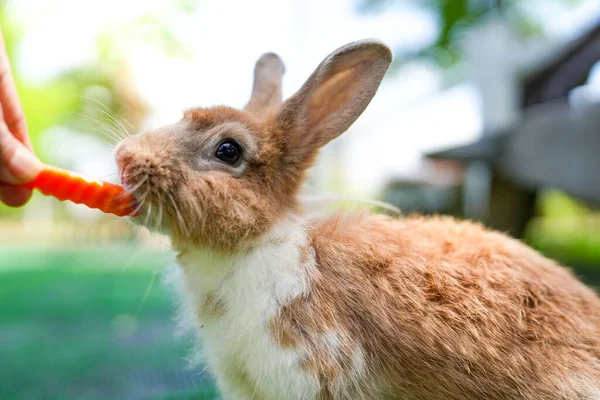 복슬복슬 토끼에게 먹이를 — 스톡 사진