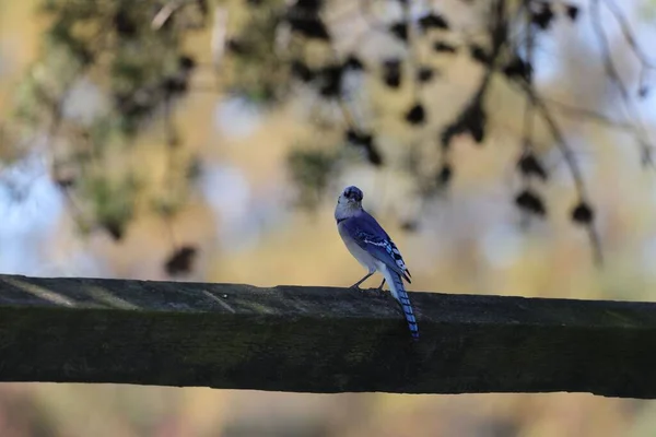 Mavi Karga Ötüşlü Kuşun Yakın Plan Çekimi Canlı Ibiği Mavi — Stok fotoğraf
