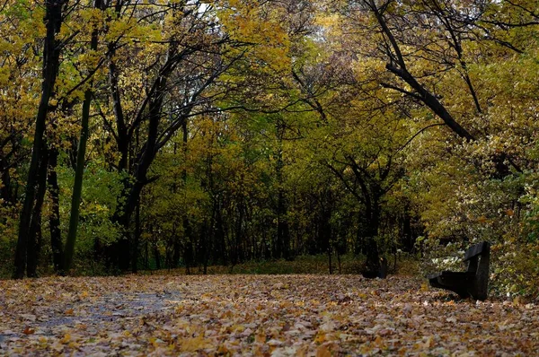 Een Opening Het Deksel Van Bomen Met Geelachtige Bladeren Herfst — Stockfoto