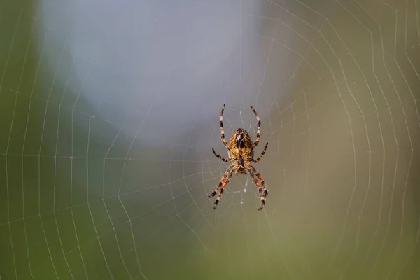 背景がぼやけているウェブ上のクモの美しいクローズアップ — ストック写真