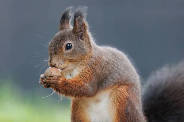 Close Esquilo Vermelho Pequeno Bonito Comendo Uma Bolota Fundo Borrado — Fotografia de Stock