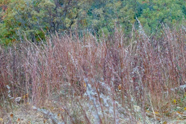 Primer Plano Hierba Salvia Creciendo Bosque — Foto de Stock