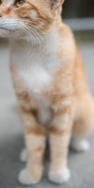 배경에 귀여운 고양이의 — 스톡 사진