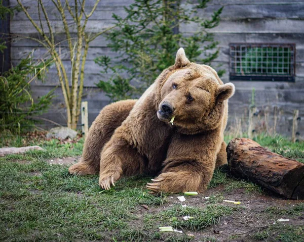 Κοντινό Πλάνο Μιας Αρκούδας Στο Ζωολογικό Κήπο — Φωτογραφία Αρχείου