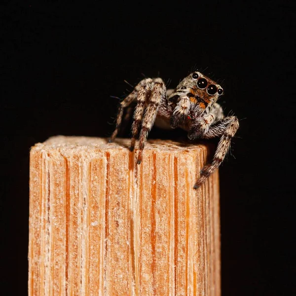 箸の上にかわいい飛び跳ねるクモのクローズ — ストック写真