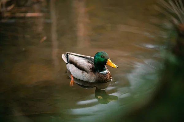 一只可爱的小野鸭在平静的湖中漂浮时的特写镜头 — 图库照片