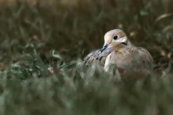 一只哀鸣的鸽子 泽纳依达金丝雀 坐在草地上 白天从旁边看去 这是有选择的 — 图库照片