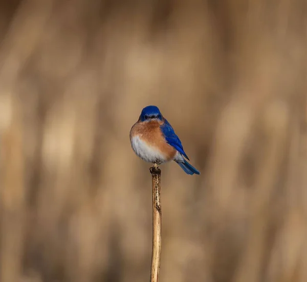 Eastern Bluebird Uppe Ett Staket Inlägg Närbild — Stockfoto