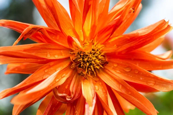 Egy Közeli Kép Egy Gyönyörű Dahlia Pinnata Virágról Ami Kertben — Stock Fotó