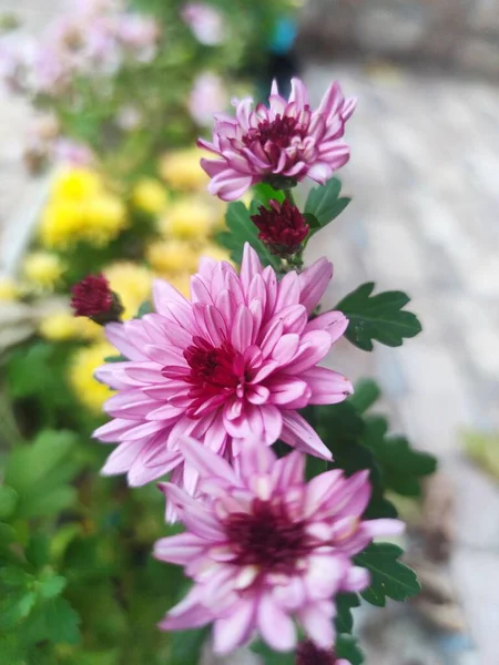 Closeup Chrysanthemum Flowers Garden — Stock Photo, Image