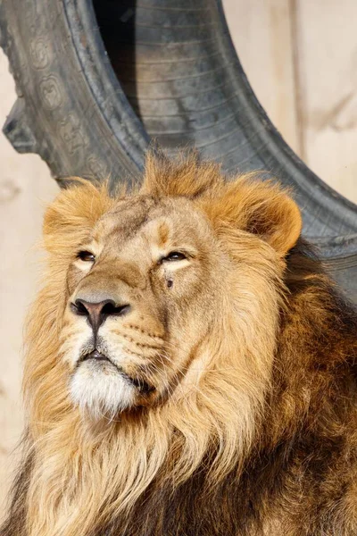 Detailní Záběr Lva Uvnitř Zoo — Stock fotografie