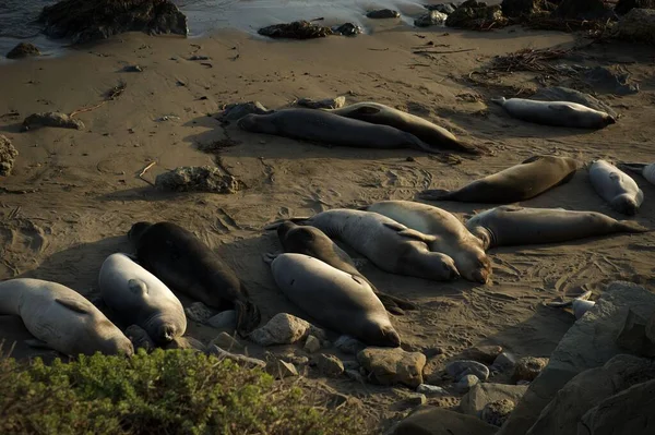 Eine Robbengruppe Ruht Der Kalifornischen Küste — Stockfoto