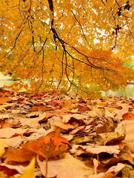 Eine Vertikale Aufnahme Eines Baumes Park Mit Schönem Herbstlaub — Stockfoto