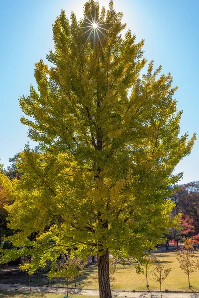 stock image An image of a single tree with green leaves during the fall season.