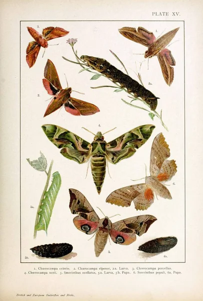 Βρετανικές Και Ευρωπαϊκές Πεταλούδες Και Σκώροι Macrolepidoptera — Φωτογραφία Αρχείου