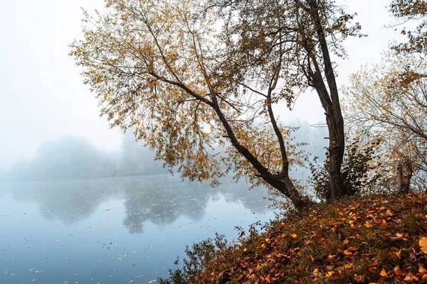 Sonbahar Parkında Sisli Bir Gölün Kıyısındaki Büyük Bir Ağacın Manzaralı — Stok fotoğraf