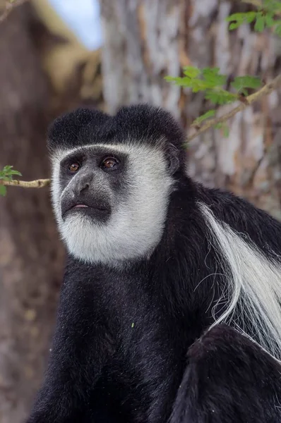 Kenya Naivasha Gölü Kıyısındaki Ağaçta Duran Bir Colobus Maymunu Dikey — Stok fotoğraf