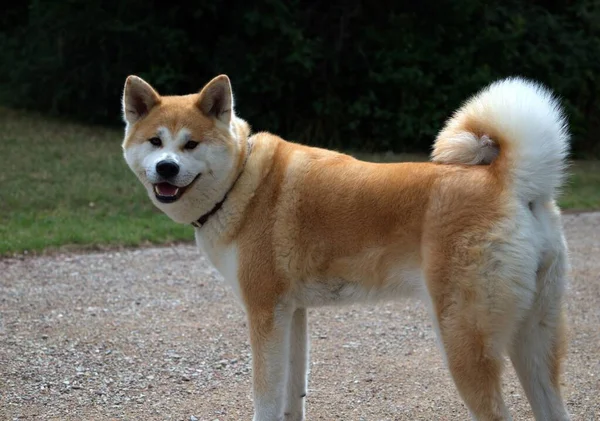 Cão Japonês Akita Inu Grama Parque Dia Ensolarado — Fotografia de Stock