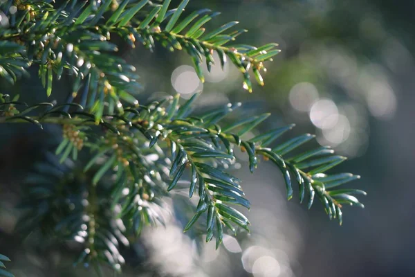 ぼかしに松の木の枝のクローズアップショット — ストック写真