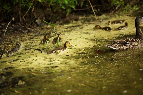 美丽的野鸭宝宝和它们的妈妈在森林里的池塘里游泳 — 图库照片