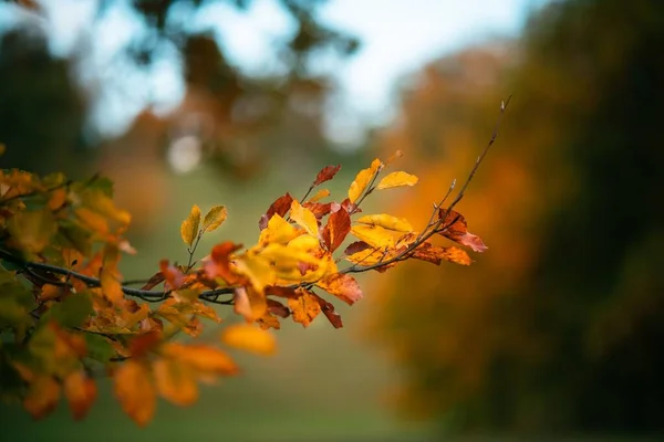 木の上に黄金の葉のクローズアップショット — ストック写真