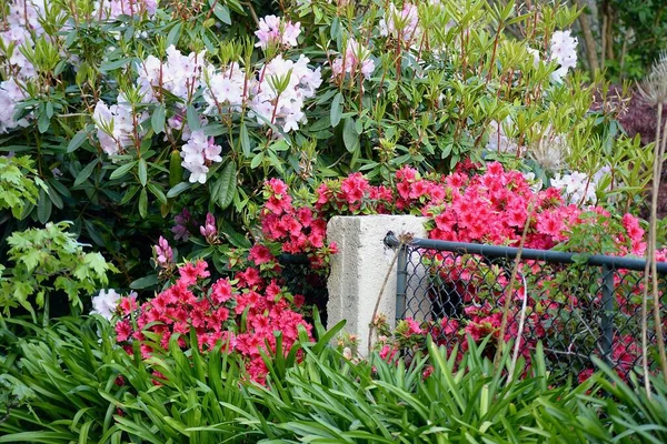 Belas Flores Vermelhas Jardim Ensolarado Primavera — Fotografia de Stock